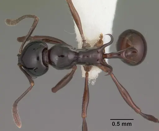 Ancyridris polyrhachioides specimen CASENT0102469 image casent0102469_1