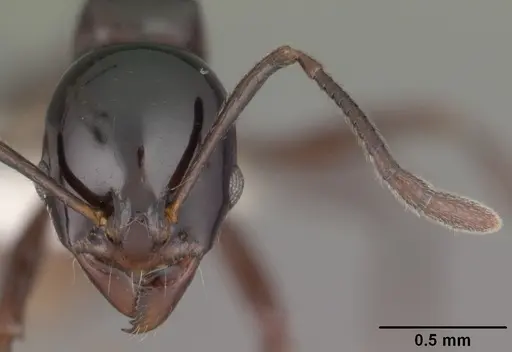 Ancyridris polyrhachioides specimen CASENT0102469 image casent0102469_2