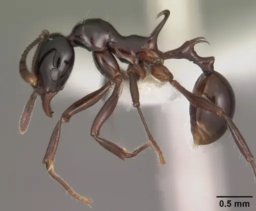 Ancyridris polyrhachioides specimen CASENT0102469 image casent0102469_3