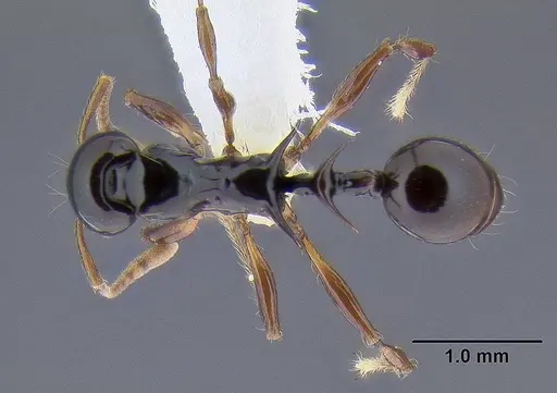 Ancyridris polyrhachioides specimen CASENT0106303 image casent0106303_1