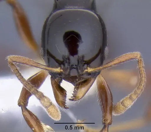 Ancyridris polyrhachioides specimen CASENT0106303 image casent0106303_2