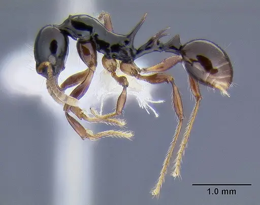 Ancyridris polyrhachioides specimen CASENT0106303 image casent0106303_3