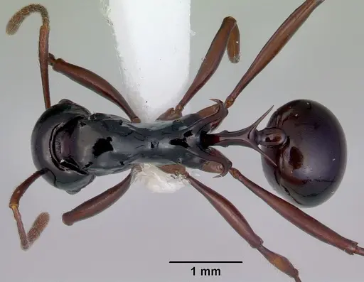 Ancyridris polyrhachioides specimen CASENT0172485 image casent0172485_1