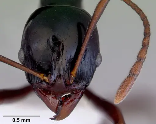 Ancyridris polyrhachioides specimen CASENT0172485 image casent0172485_2