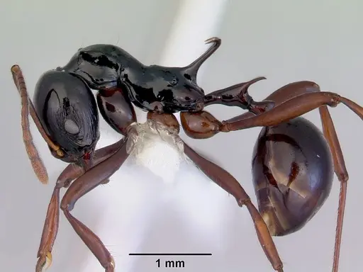 Ancyridris polyrhachioides specimen CASENT0172485 image casent0172485_3