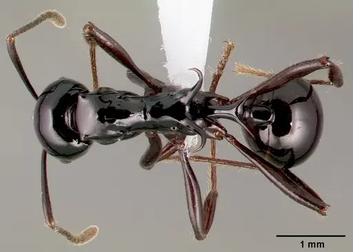 Ancyridris polyrhachioides specimen CASENT0434565 image casent0434565_1