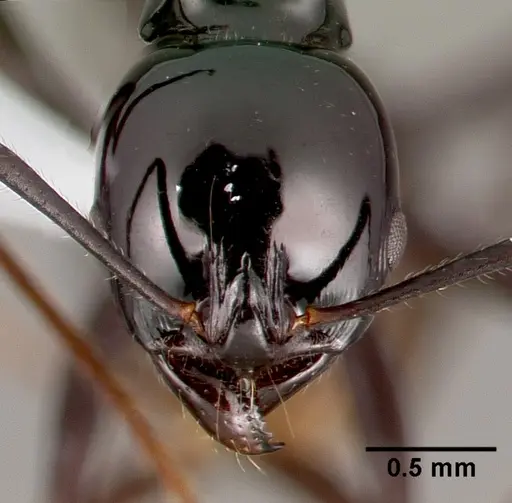 Ancyridris polyrhachioides specimen CASENT0434565 image casent0434565_2