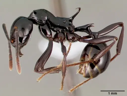 Ancyridris polyrhachioides specimen CASENT0434565 image casent0434565_3