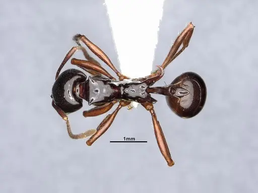 Ancyridris polyrhachioides specimen CASENT4032452 image casent4032452_1