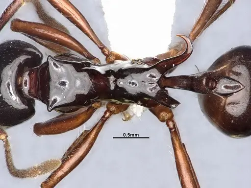 Ancyridris polyrhachioides specimen CASENT4032452 image casent4032452_2