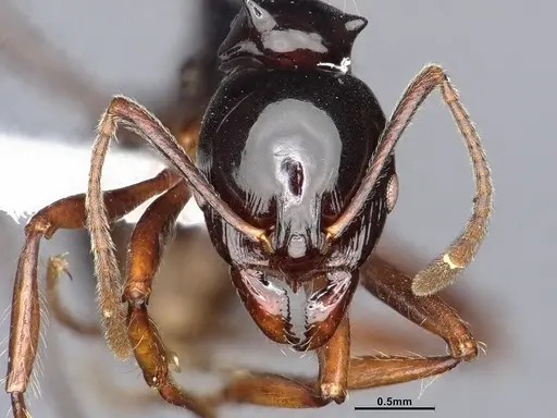 Ancyridris polyrhachioides specimen CASENT4032452 image casent4032452_3