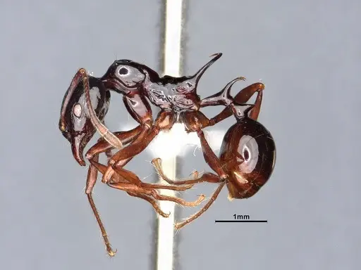 Ancyridris polyrhachioides specimen CASENT4032452 image casent4032452_4