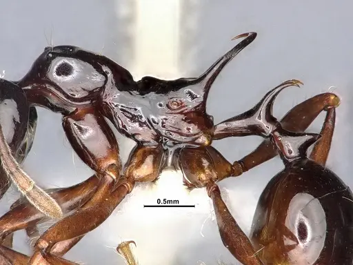Ancyridris polyrhachioides specimen CASENT4032452 image casent4032452_5