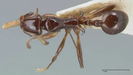 Ancyridris rupicapra specimen FOCOL1569 image focol1569_1