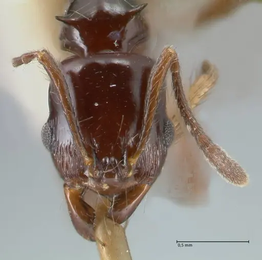 Ancyridris rupicapra specimen FOCOL1569 image focol1569_2