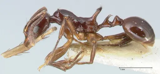Ancyridris rupicapra specimen FOCOL1569 image focol1569_3