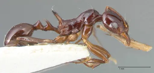 Ancyridris rupicapra specimen FOCOL1569 image focol1569_4