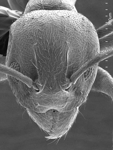 Aneuretus simoni specimen ANTWEB1008503 image antweb1008503_2