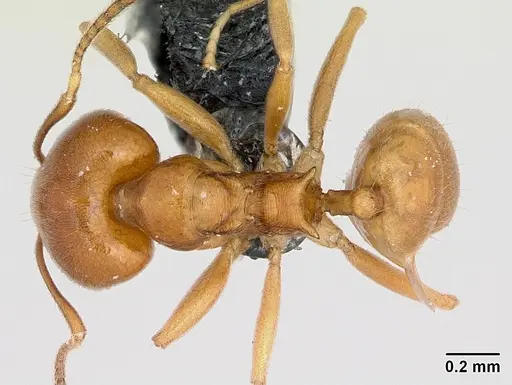 Aneuretus simoni specimen CASENT0007014 image casent0007014_1