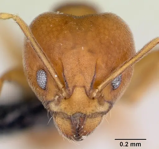 Aneuretus simoni specimen CASENT0007014 image casent0007014_2