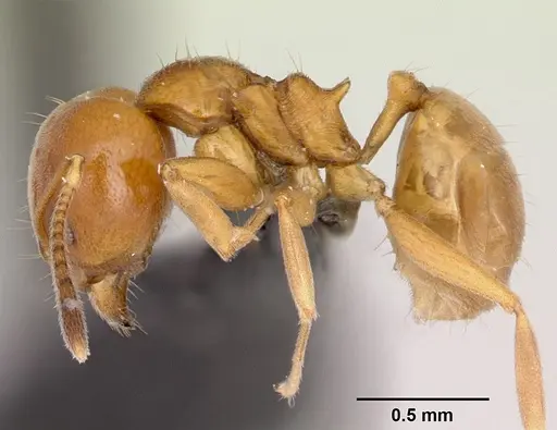 Aneuretus simoni specimen CASENT0007014 image casent0007014_3