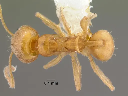 Aneuretus simoni specimen CASENT0010853 image casent0010853_1