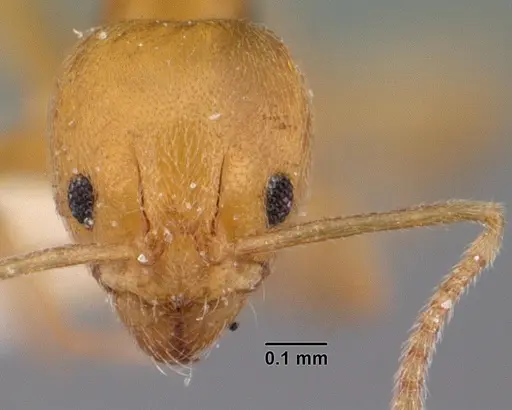 Aneuretus simoni specimen CASENT0010853 image casent0010853_2