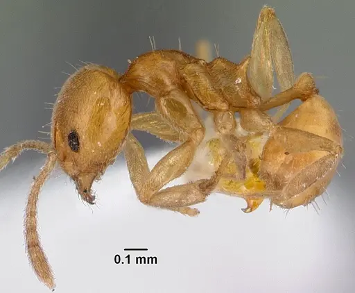 Aneuretus simoni specimen CASENT0010853 image casent0010853_3