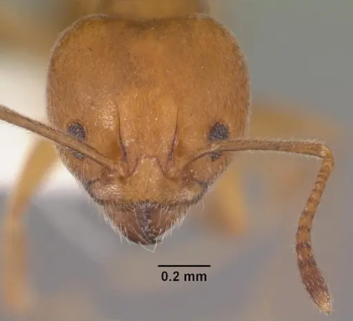 Aneuretus simoni specimen CASENT0102369 image casent0102369_2