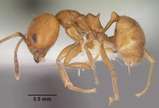 Aneuretus simoni specimen CASENT0102369 image casent0102369_3