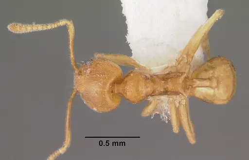 Aneuretus simoni specimen CASENT0102370 image casent0102370_1