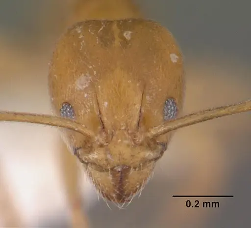 Aneuretus simoni specimen CASENT0102370 image casent0102370_2