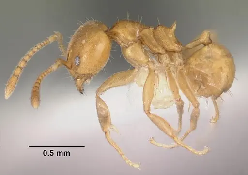 Aneuretus simoni specimen CASENT0102370 image casent0102370_3