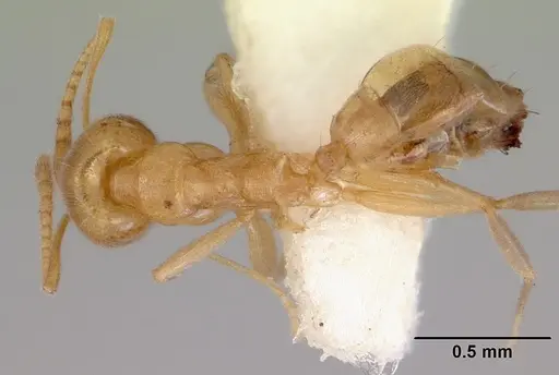 Aneuretus simoni specimen CASENT0172258 image casent0172258_1