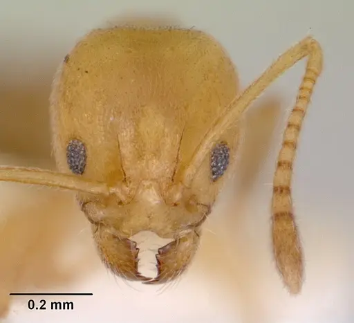 Aneuretus simoni specimen CASENT0172258 image casent0172258_2