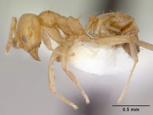Aneuretus simoni specimen CASENT0172258 image casent0172258_3