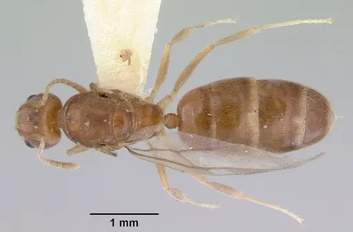 Aneuretus simoni specimen CASENT0172259 image casent0172259_1