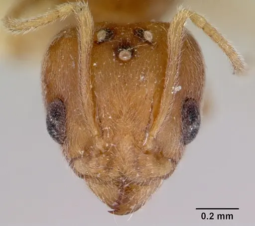 Aneuretus simoni specimen CASENT0172259 image casent0172259_3