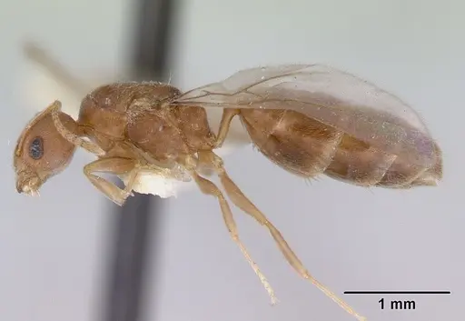 Aneuretus simoni specimen CASENT0172259 image casent0172259_4