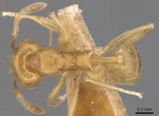 Aneuretus simoni specimen CASENT0905041 image casent0905041_1