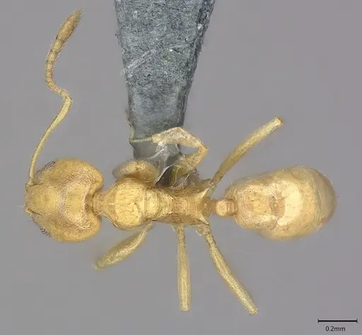 Aneuretus simoni specimen CASENT4036280 image casent4036280_1