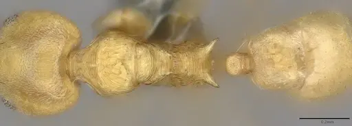 Aneuretus simoni specimen CASENT4036280 image casent4036280_2
