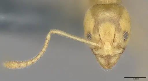 Aneuretus simoni specimen CASENT4036280 image casent4036280_3