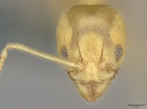 Aneuretus simoni specimen CASENT4036280 image casent4036280_4