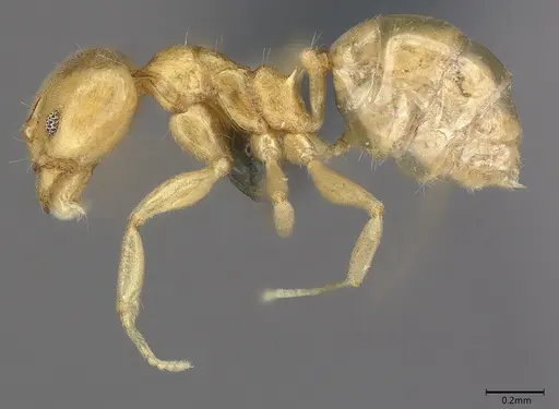 Aneuretus simoni specimen CASENT4036280 image casent4036280_5