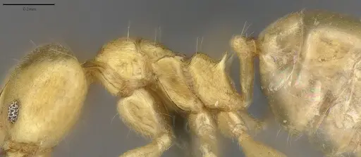 Aneuretus simoni specimen CASENT4036280 image casent4036280_6