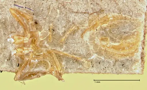 Aneuretus simoni specimen FOCOL2919 image focol2919_1