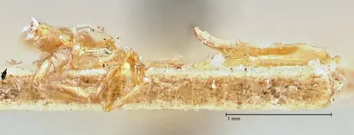 Aneuretus simoni specimen FOCOL2919 image focol2919_2