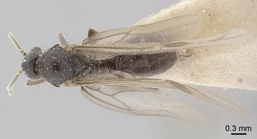 Anillidris bruchi specimen ANTWEB1008095 image antweb1008095_1
