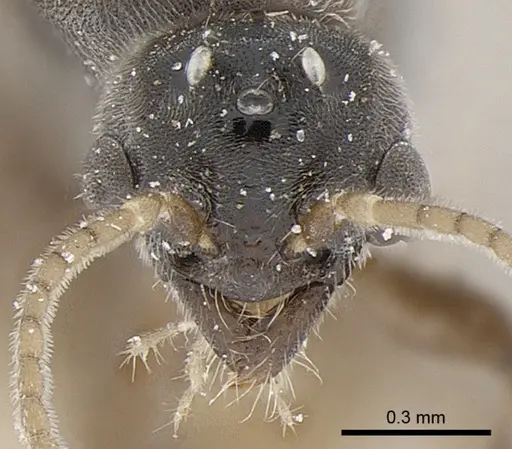 Anillidris bruchi specimen ANTWEB1008095 image antweb1008095_2